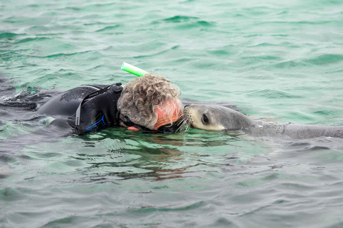 Baird Bay sea-lion swim. Photo by Andrew Goodall of Natures Image Photography