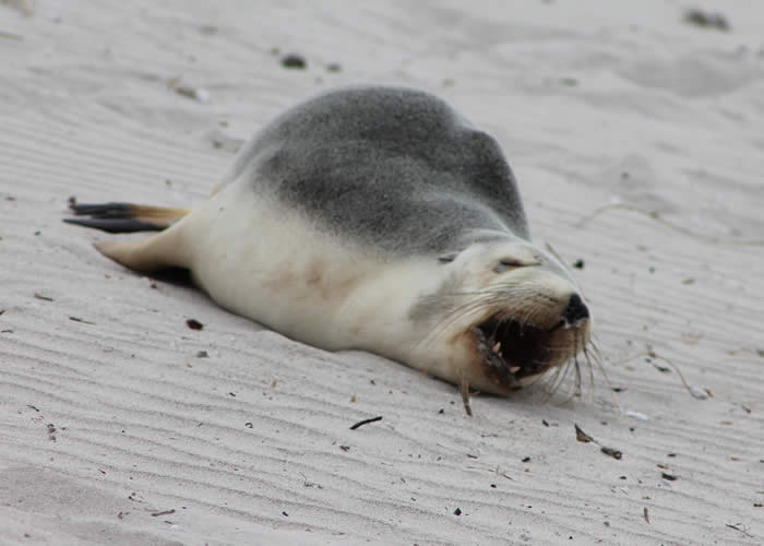 Seal Bay Kangaroo Island