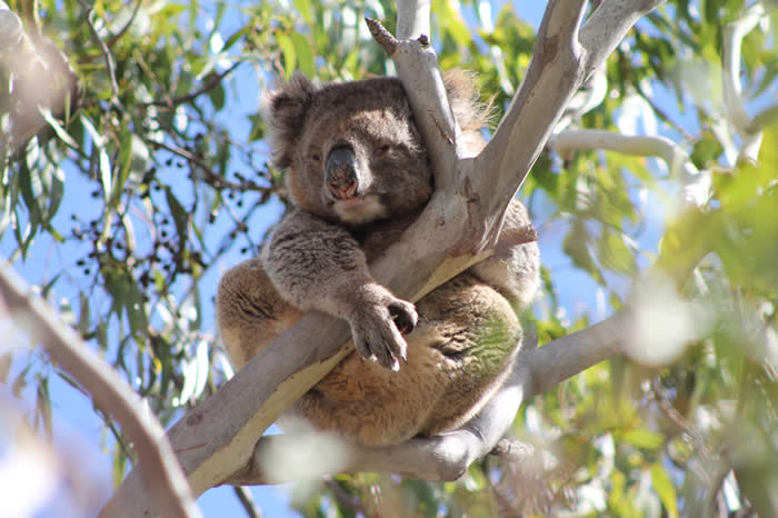 Koala at Mikkira Station